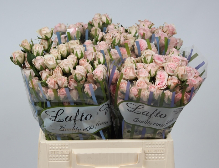 <h4>R TR SEVERINA</h4>