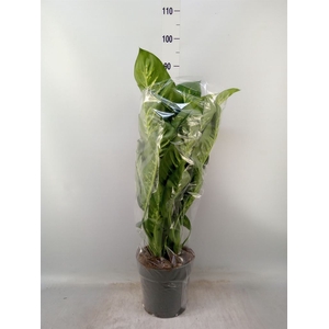 Dieffenbachia seg. 'Reeva'