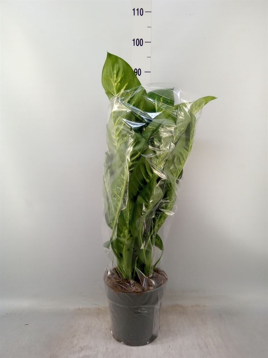 <h4>Dieffenbachia seg. 'Reeva'</h4>