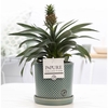 Ananas Rosita in P&PURE Lauren ceramics green