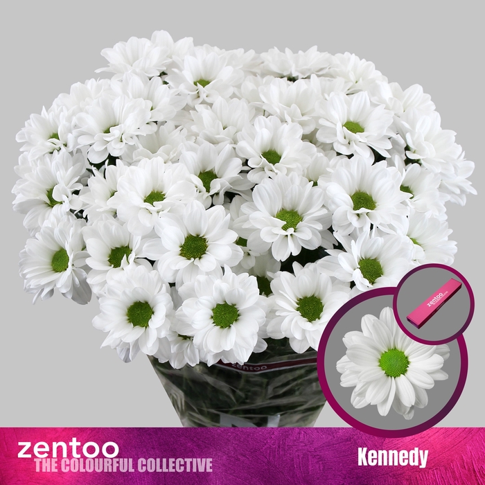 <h4>Chrysanten Chr T Kennedy</h4>
