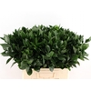Ruscus Hypophyllum 60