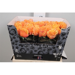 R Gr Heliana Orange+