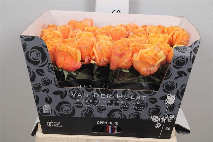 <h4>R Gr Heliana Orange+</h4>