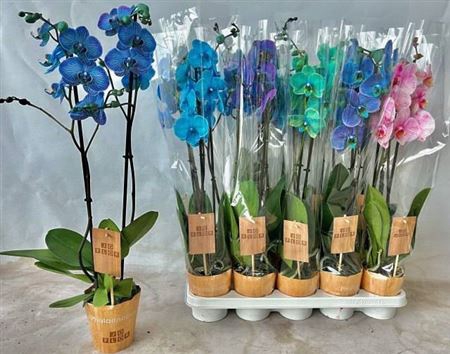 <h4>Phal Gem 2 Branches 16+ Paint</h4>