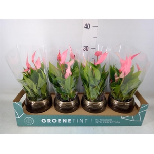 Anthurium andr. 'Lilli'