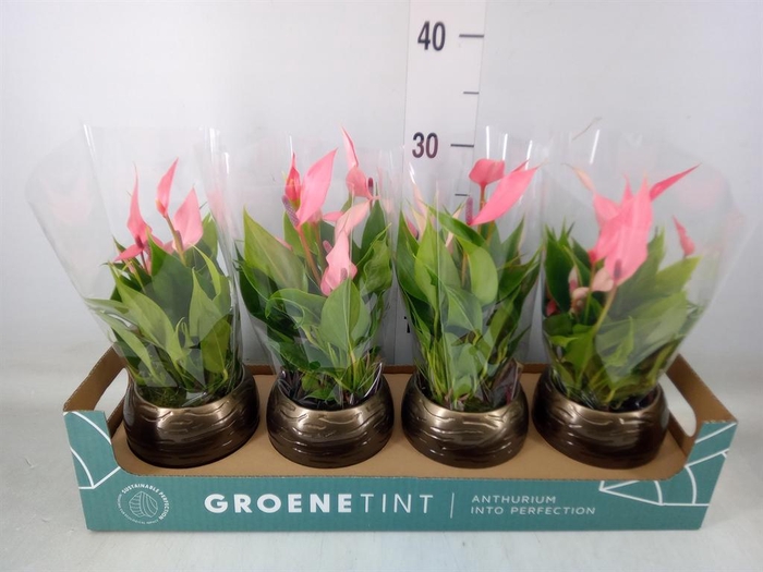 <h4>Anthurium andr. 'Lilli'</h4>