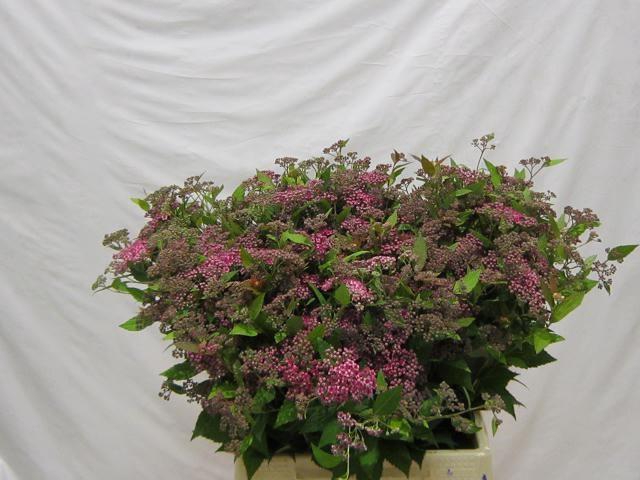 <h4>SNIJBLOEMEN OV</h4>