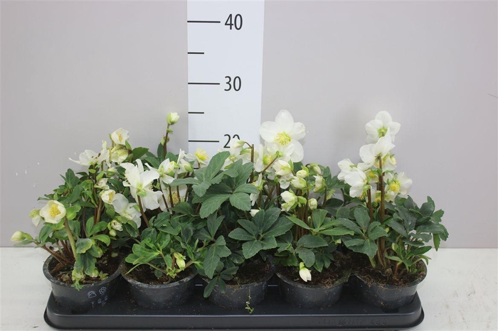 <h4>Helleborus N Happy Day 10+</h4>