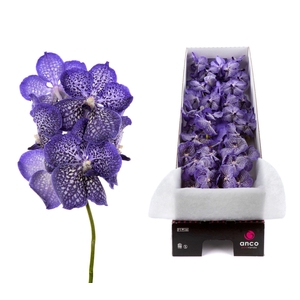 Vanda  'Sunanda Sapphire'