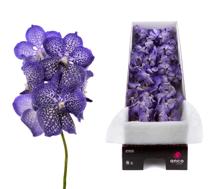 <h4>Vanda  'Sunanda Sapphire'</h4>
