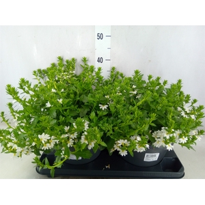 Scaevola aemula 'White Touch'
