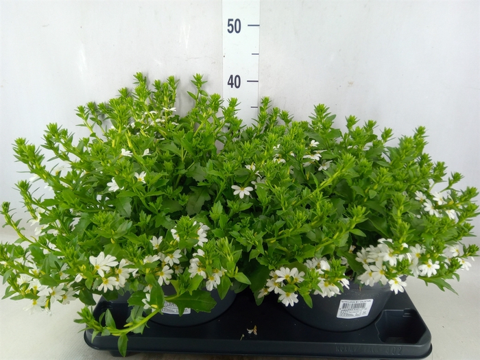 <h4>Scaevola aemula 'White Touch'</h4>