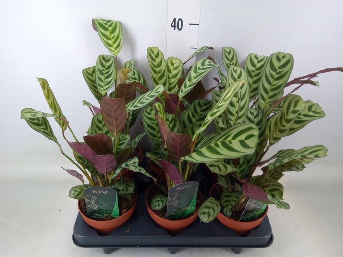 <h4>Ctenanthe burle-marxii</h4>