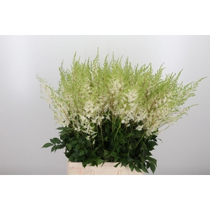 Astilbe Diamant