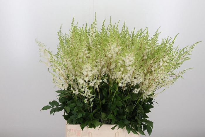 <h4>Astilbe Diamant</h4>