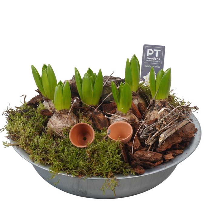 <h4>Arr.  Hyacinthus L%</h4>