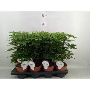 Schefflera arbor. 'Nora'