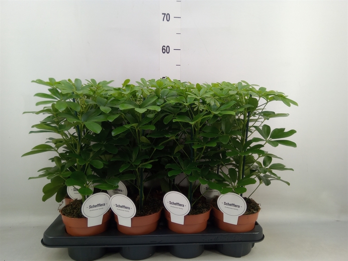 <h4>Schefflera arbor. 'Nora'</h4>