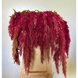 Amaranthus Spider Red Iterson