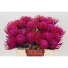 Nutans Painted Cerise