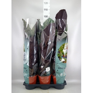 Calathea sanderiana