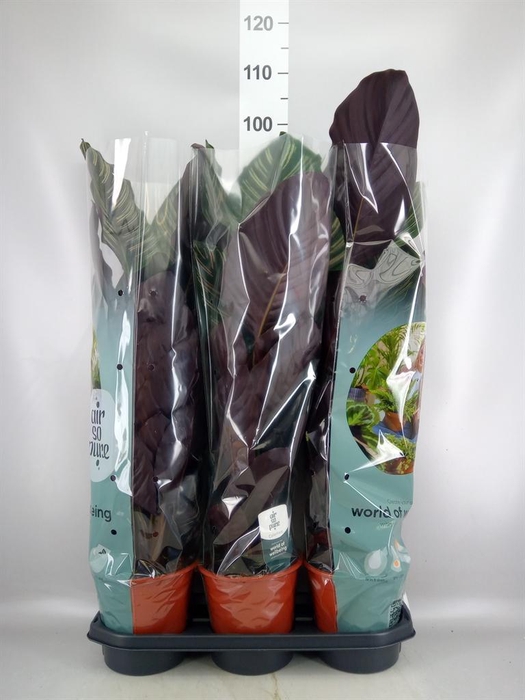 <h4>Calathea sanderiana</h4>