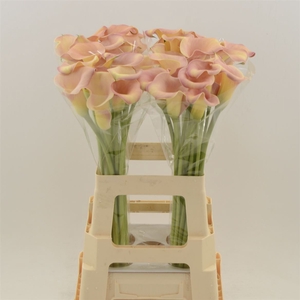 Calla Royal Salsa