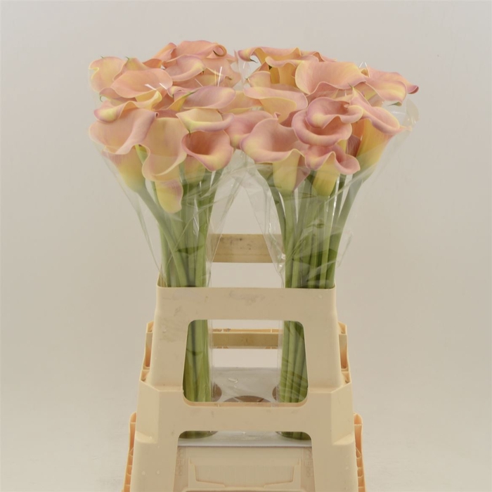 <h4>Calla Royal Salsa</h4>