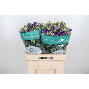 Eus G Rosi Brig Blue