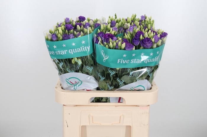 <h4>Eus G Rosi Brig Blue</h4>