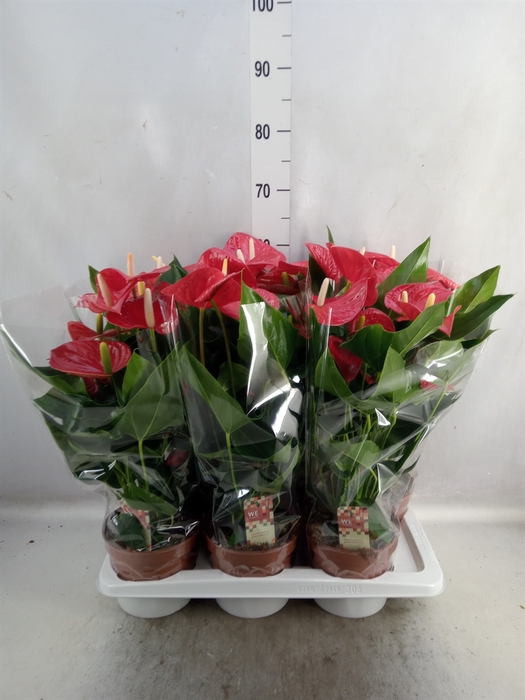 <h4>Anthurium andr. 'Felicita'</h4>