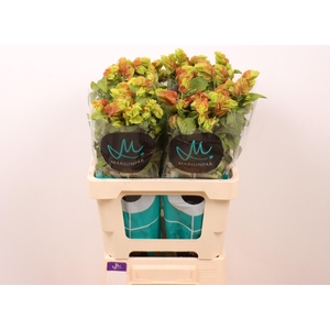 JUSTICIA B 'CEVICHE'