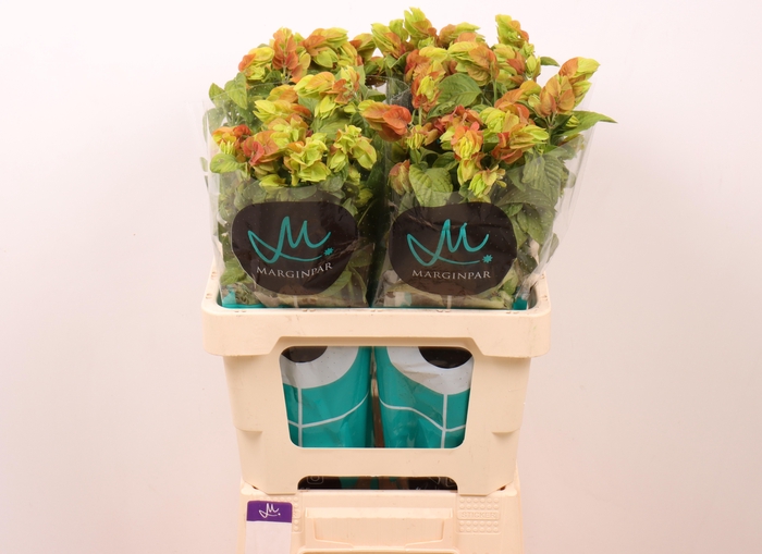 <h4>JUSTICIA B 'CEVICHE'#</h4>