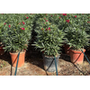 Nerium oleander