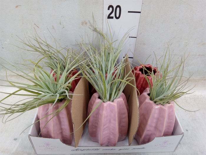 <h4>Tillandsia</h4>