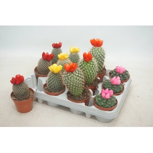 CACTUS VERSIERD