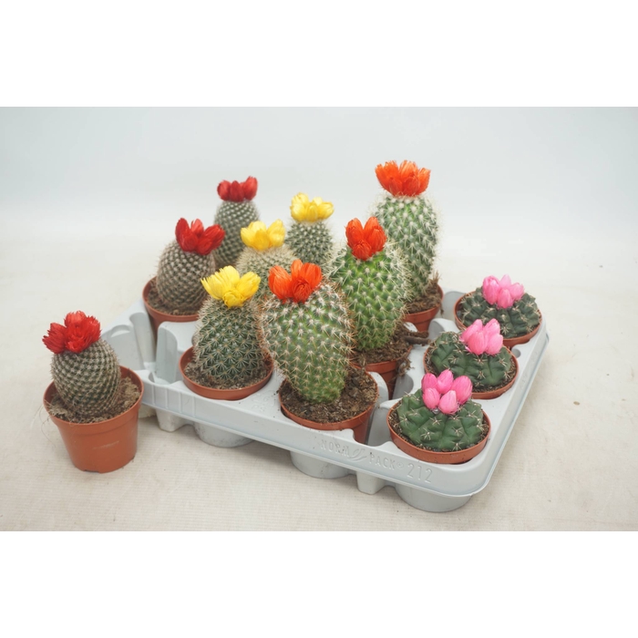 <h4>CACTUS VERSIERD</h4>