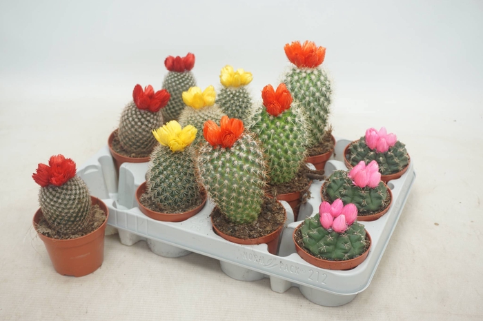 CACTUS VERSIERD