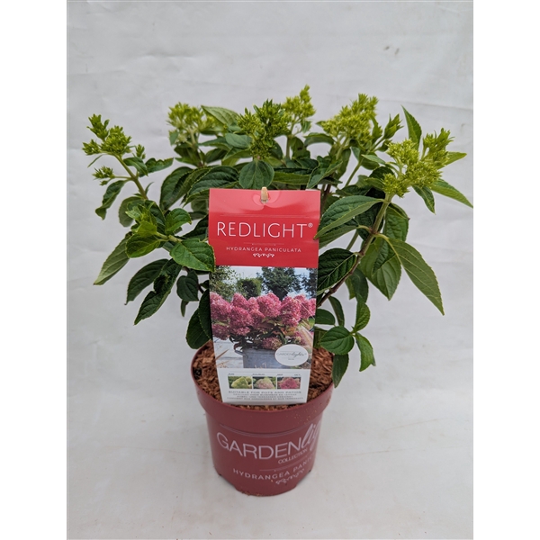 <h4>Hydrangea Pan. Import (Gardenlight) Redlight</h4>