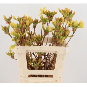 RHODO OV