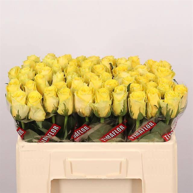 <h4>R Gr Good Times</h4>