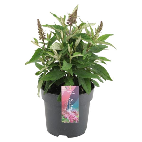 <h4>Buddleja Candy 'Little Pink' p17 (PT)</h4>