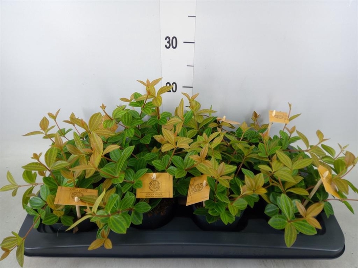 <h4>Peperomia angulata</h4>