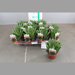 GASTERIA