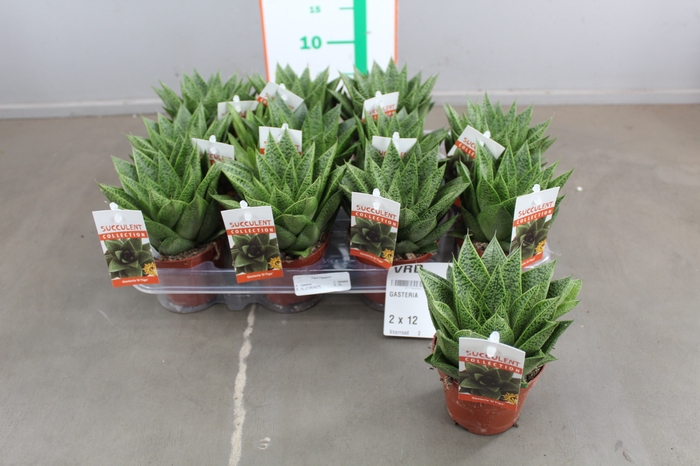 GASTERIA