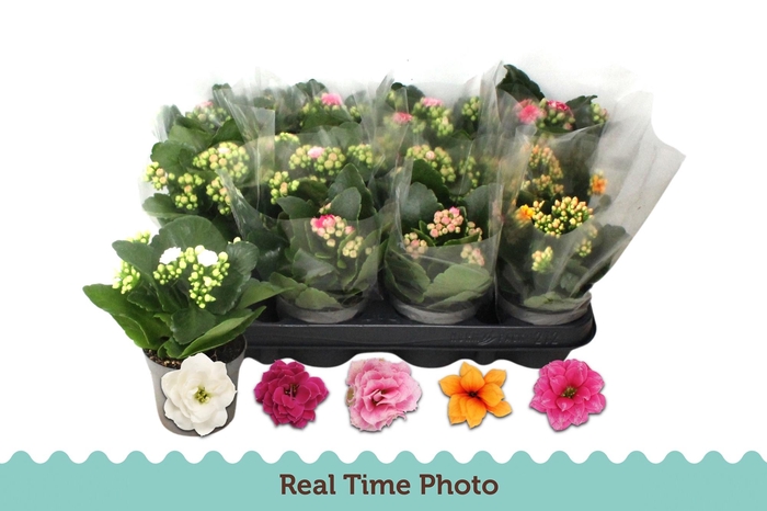 arr8 Kal Ge Gem 5 Kl