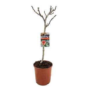 Ficus carica