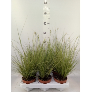 Carex brunnea 'Jubilo'