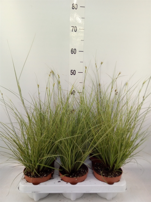 <h4>Carex brunnea 'Jubilo'</h4>